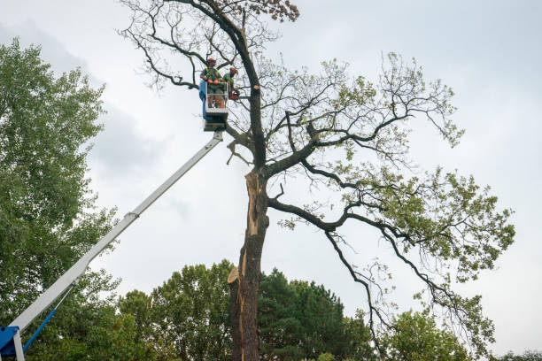 Best Hedge Trimming  in Barrett, TX