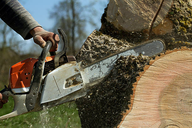 How Our Tree Care Process Works  in  Barrett, TX