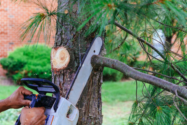 Trusted Barrett, TX Tree Services Experts